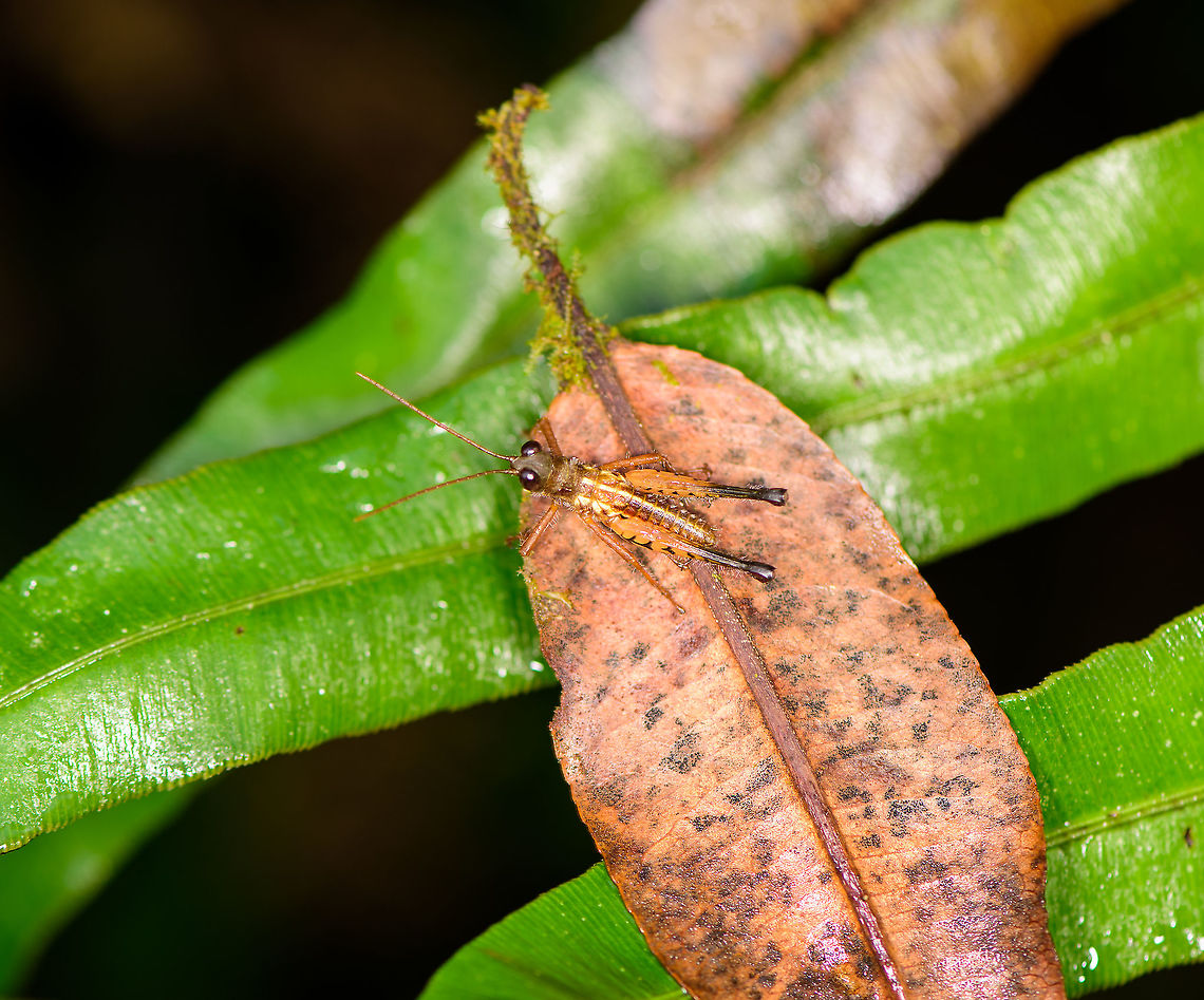 Loepacris diaphana, Bellavista, Ecuador ID reference:<br />
<a href="https://pbase.com/splluk/image/125261343" rel="nofollow">https://pbase.com/splluk/image/125261343</a> Bellavista Cloud Forest,Ecuador,Ecuador 2021,Geotagged,Loepacris diaphana,South America,Spring,World