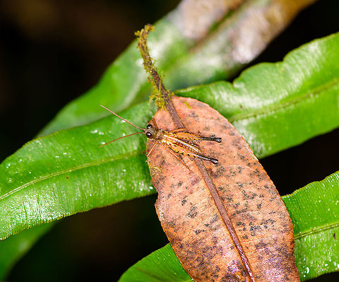 Loepacris diaphana, Bellavista, Ecuador ID reference:
https://pbase.com/splluk/image/125261343 Bellavista Cloud Forest,Ecuador,Ecuador 2021,Geotagged,Loepacris diaphana,South America,Spring,World