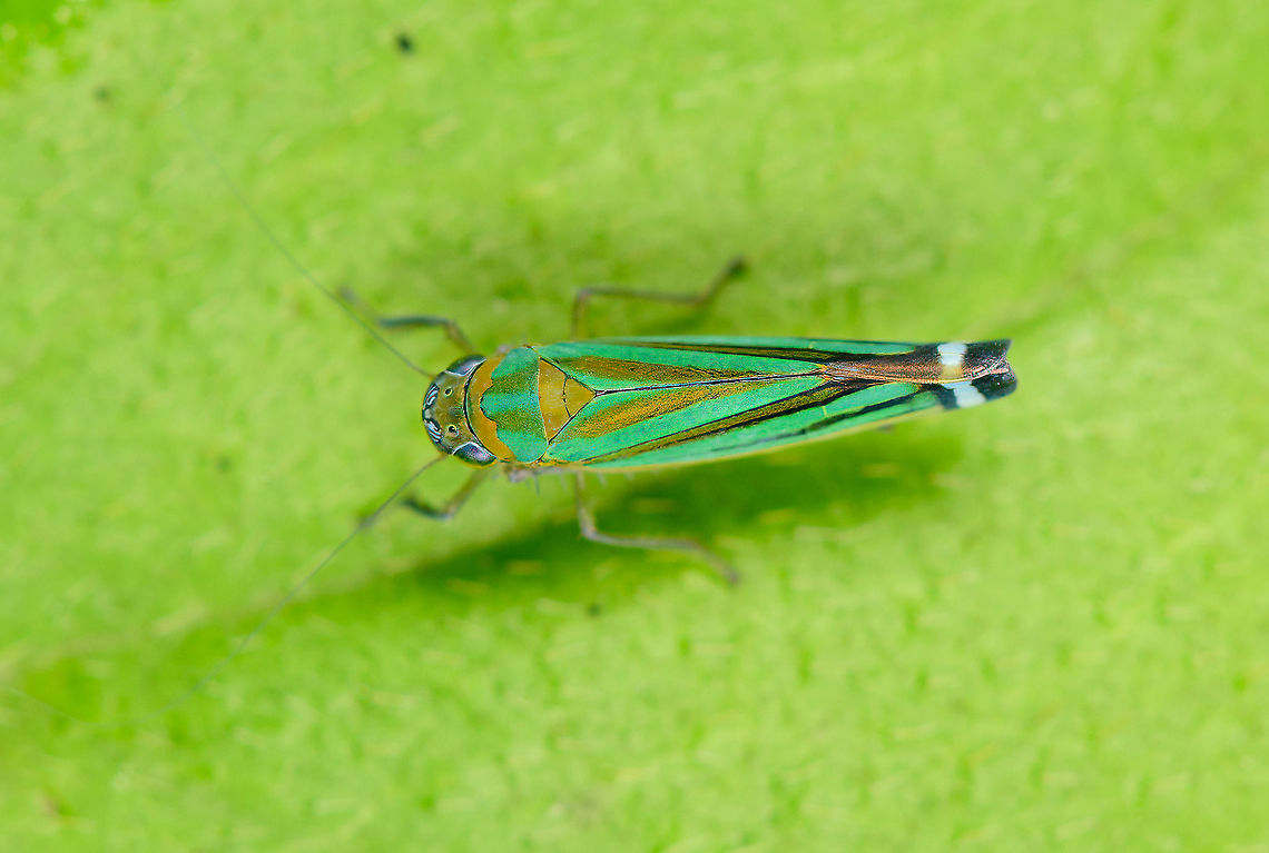 Sibovia prodigiosa, Bellavista, Ecuador  Bellavista Cloud Forest,Ecuador,Ecuador 2021,Geotagged,Sibovia prodigiosa,South America,Spring,World