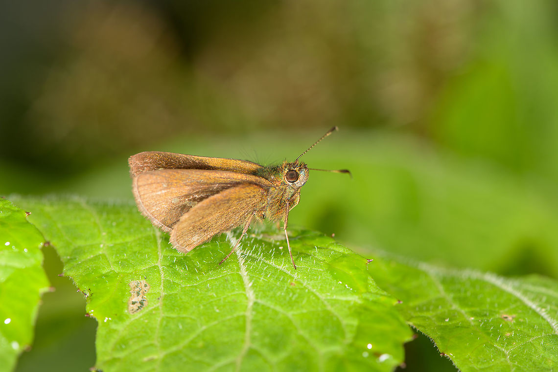 Redundant Skipper, Bellavista, Ecuador Species tentative, I'll see if I can get it confirmed. Less likely but possible other candidates:<br />
- Niconiades viridis<br />
- Wallengrenia oth<br />
- Wahydra ekka Bellavista Cloud Forest,Corticea corticea,Ecuador,Ecuador 2021,Geotagged,Redundant Skipper,South America,Spring,World