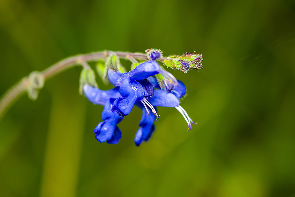 Salvia scutellarioides, Bellavista, Ecuador  Bellavista Cloud Forest,Ecuador,Ecuador 2021,Geotagged,Salvia scutellarioides,South America,Spring,World