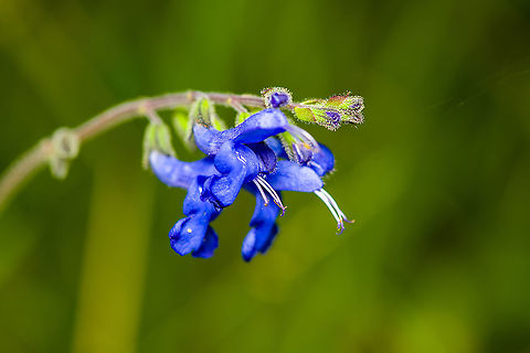 Salvia scutellarioides