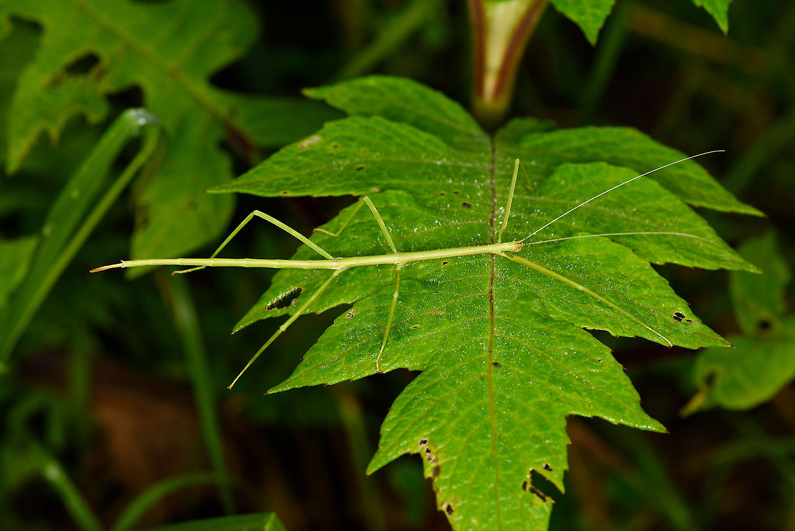 Smooth green stick insect, Bellavista, Ecuador Possibly a juvenile.<br />
<figure class="photo"><a href="https://www.jungledragon.com/image/126806/smooth_green_stick_insect_-_frontal_bellavista_ecuador.html" title="Smooth green stick insect - frontal, Bellavista, Ecuador"><img src="https://s3.amazonaws.com/media.jungledragon.com/images/2/126806_thumb.jpg?AWSAccessKeyId=05GMT0V3GWVNE7GGM1R2&Expires=1759968010&Signature=waoOewneyqpaoOpMF4%2BzAjinyQg%3D" width="200" height="186" alt="Smooth green stick insect - frontal, Bellavista, Ecuador Possibly a juvenile.<br />
https://www.jungledragon.com/image/126805/smooth_green_stick_insect_bellavista_ecuador.html Bellavista Cloud Forest,Ecuador,Ecuador 2021,Geotagged,South America,Spring,World" /></a></figure> Bellavista Cloud Forest,Ecuador,Ecuador 2021,Geotagged,South America,Spring,World