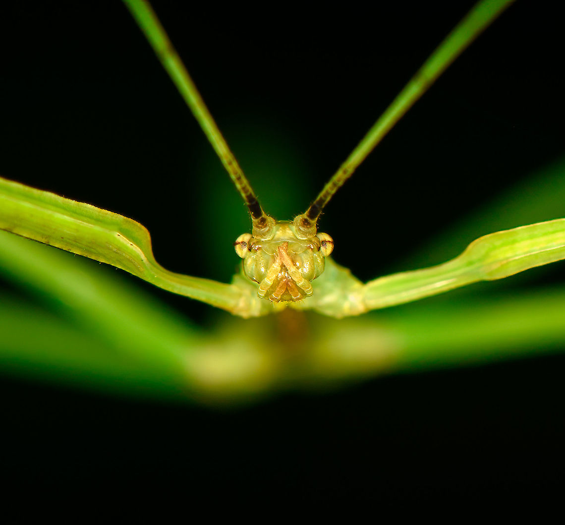 Smooth green stick insect - frontal, Bellavista, Ecuador Possibly a juvenile.<br />
<figure class="photo"><a href="https://www.jungledragon.com/image/126805/smooth_green_stick_insect_bellavista_ecuador.html" title="Smooth green stick insect, Bellavista, Ecuador"><img src="https://s3.amazonaws.com/media.jungledragon.com/images/2/126805_thumb.jpg?AWSAccessKeyId=05GMT0V3GWVNE7GGM1R2&Expires=1770854410&Signature=o0iL6W6XBAN%2FiQN7lt2NM73x1a4%3D" width="200" height="134" alt="Smooth green stick insect, Bellavista, Ecuador Possibly a juvenile.<br />
https://www.jungledragon.com/image/126806/smooth_green_stick_insect_-_frontal_bellavista_ecuador.html Bellavista Cloud Forest,Ecuador,Ecuador 2021,Geotagged,South America,Spring,World" /></a></figure> Bellavista Cloud Forest,Ecuador,Ecuador 2021,Geotagged,South America,Spring,World