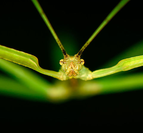 Smooth green stick insect - frontal, Bellavista, Ecuador Possibly a juvenile.
https://www.jungledragon.com/image/126805/smooth_green_stick_insect_bellavista_ecuador.html Bellavista Cloud Forest,Ecuador,Ecuador 2021,Geotagged,South America,Spring,World