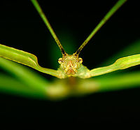Smooth green stick insect - frontal, Bellavista, Ecuador Possibly a juvenile.<br />
https://www.jungledragon.com/image/126805/smooth_green_stick_insect_bellavista_ecuador.html Bellavista Cloud Forest,Ecuador,Ecuador 2021,Geotagged,South America,Spring,World