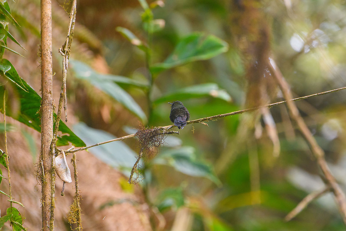 Gorgeted sunangel, Bellavista, Ecuador A disappointing photo as this bird is beautiful from the front. Unfortunately, it wouldn't cooperate for such a shot. A fair criticism here would be that the photo in itself does not supply conclusive evidence for the species ID, so I need to build the case for it.<br />
<br />
That case is the experience of our guide Manuel Espejo. He initially identified it without any doubt as he's seen it many times. I just double-checked and he confirmed. The observation is also supported by the location, just outside the gates of Bellavista Cloud Forest Reserve, where it is regularly seen. Bellavista Cloud Forest,Ecuador,Ecuador 2021,Geotagged,Gorgeted sunangel,Heliangelus strophianus,South America,Spring,World