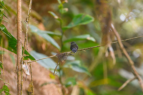 Gorgeted sunangel, Bellavista, Ecuador A disappointing photo as this bird is beautiful from the front. Unfortunately, it wouldn't cooperate for such a shot. A fair criticism here would be that the photo in itself does not supply conclusive evidence for the species ID, so I need to build the case for it.
That case is the experience of our guide Manuel Espejo. He initially identified it without any doubt as he's seen it many times. I just double-checked and he confirmed. The observation is also supported by the location, just outside the gates of Bellavista Cloud Forest Reserve, where it is regularly seen. Bellavista Cloud Forest,Ecuador,Ecuador 2021,Geotagged,Gorgeted sunangel,Heliangelus strophianus,South America,Spring,World