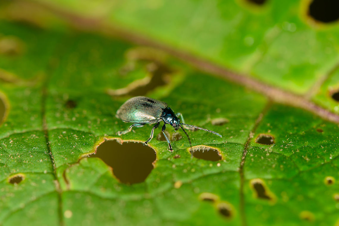 Flea beetle (Lactina sp.), Bellavista, Ecuador  Bellavista Cloud Forest,Ecuador,Ecuador 2021,Geotagged,South America,Spring,World