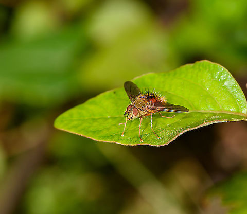 Tachinid / Bristle fly, Bellavista, Ecuador  Bellavista Cloud Forest,Ecuador,Ecuador 2021,Geotagged,South America,Spring,World
