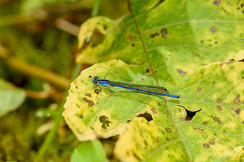 Sky-blue Dancer, Bellavista, Ecuador  Argia medullaris,Bellavista Cloud Forest,Ecuador,Ecuador 2021,Geotagged,Sky-blue Dancer,South America,Spring,World