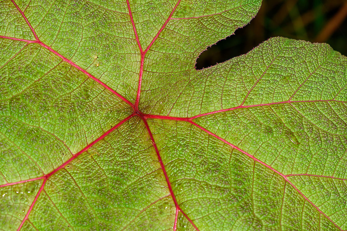 Gunnera insignis - leaf, Bellavista, Ecuador  Bellavista Cloud Forest,Ecuador,Ecuador 2021,Geotagged,Gunnera insignis,Poorman's Umbrella,South America,Spring,World