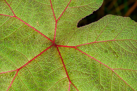 Gunnera insignis - leaf, Bellavista, Ecuador Bellavista Cloud Forest,Ecuador,Ecuador 2021,Geotagged,Gunnera insignis,Poorman's Umbrella,South America,Spring,World