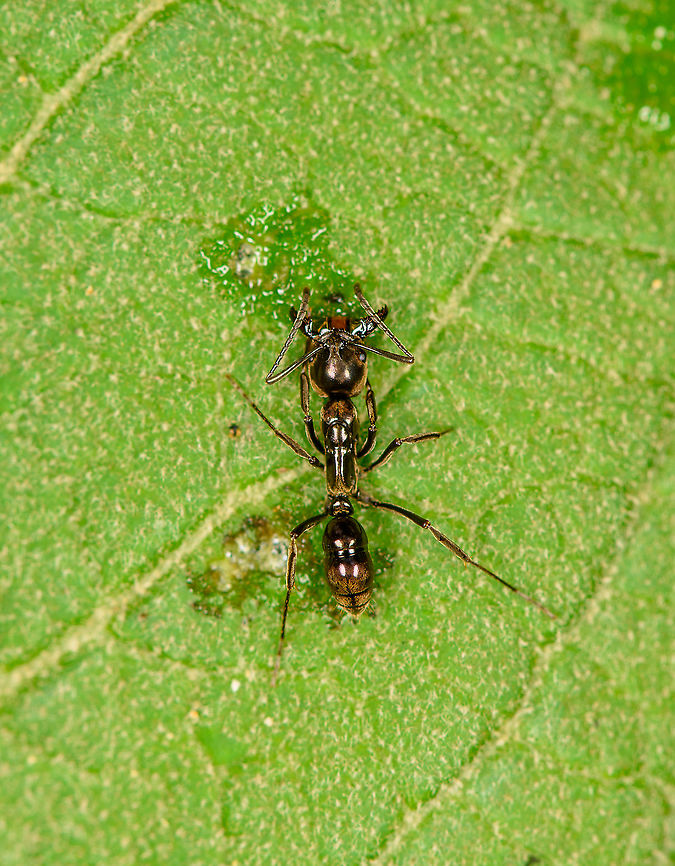Hairy Panther Ant, Large-jawed ant, Bellavista, Ecuador Fairly large ant found on a leaf, seemingly drinking something. Large jaws and lengthy antennae. I found this pretty extensive guide but might still be difficult or impossible to ID:<br />
<a href="https://www.antweb.org/taxonomicPage.do?rank=genus&amp;countryName=Ecuador&amp;images=true" rel="nofollow">https://www.antweb.org/taxonomicPage.do?rank=genus&amp;countryName=Ecuador&amp;images=true</a><br />
<figure class="photo"><a href="https://www.jungledragon.com/image/126817/hairy_panther_ant_-_side_view_bellavista_ecuador.html" title="Hairy Panther Ant - side view, Bellavista, Ecuador"><img src="https://s3.amazonaws.com/media.jungledragon.com/images/2/126817_thumb.jpg?AWSAccessKeyId=05GMT0V3GWVNE7GGM1R2&Expires=1759968010&Signature=zq4%2BdXGYETOuijFYahnrxUSDP1s%3D" width="200" height="134" alt="Hairy Panther Ant - side view, Bellavista, Ecuador Fairly large ant found on a leaf, seemingly drinking something. Large jaws and lengthy antennae.<br />
https://www.jungledragon.com/image/126816/large-jawed_ant_bellavista_ecuador.html<br />
The spider that mimicks this species, found a few days later:<br />
<br />
https://www.jungledragon.com/image/129214/sphecotypus_niger_finca_heimatlos_ecuador.html Bellavista Cloud Forest,Ecuador,Ecuador 2021,Geotagged,Hairy Panther Ant,Neoponera villosa,South America,Spring,World" /></a></figure> Bellavista Cloud Forest,Ecuador,Ecuador 2021,Geotagged,Neoponera villosa,South America,Spring,World