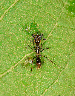 Hairy Panther Ant, Large-jawed ant, Bellavista, Ecuador Fairly large ant found on a leaf, seemingly drinking something. Large jaws and lengthy antennae. I found this pretty extensive guide but might still be difficult or impossible to ID:
https://www.antweb.org/taxonomicPage.do?rank=genus&countryName=Ecuador&images=true
https://www.jungledragon.com/image/126817/large-jawed_ant_-_side_view_bellavista_ecuador.html Bellavista Cloud Forest,Ecuador,Ecuador 2021,Geotagged,Neoponera villosa,South America,Spring,World