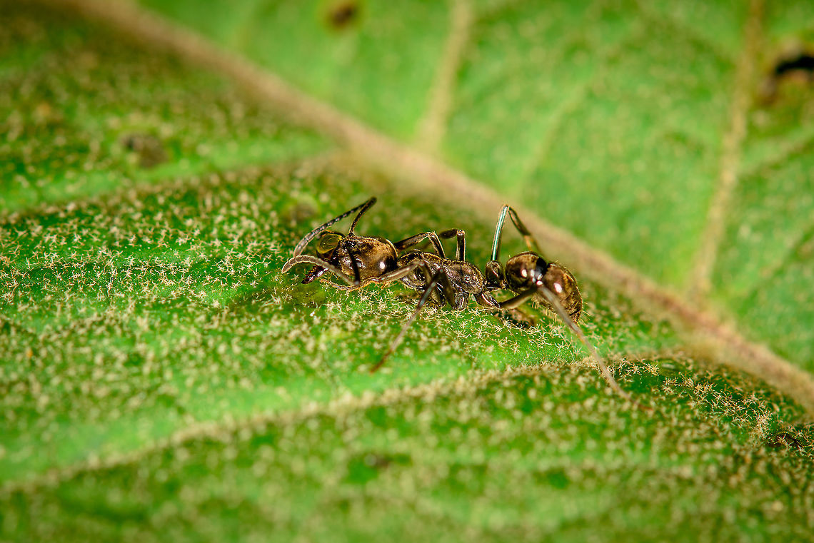 Hairy Panther Ant - side view, Bellavista, Ecuador Fairly large ant found on a leaf, seemingly drinking something. Large jaws and lengthy antennae.<br />
<figure class="photo"><a href="https://www.jungledragon.com/image/126816/hairy_panther_ant_large-jawed_ant_bellavista_ecuador.html" title="Hairy Panther Ant, Large-jawed ant, Bellavista, Ecuador"><img src="https://s3.amazonaws.com/media.jungledragon.com/images/2/126816_thumb.jpg?AWSAccessKeyId=05GMT0V3GWVNE7GGM1R2&Expires=1770854410&Signature=nJhlk713cCjd9PFycpvkc4NpeZM%3D" width="120" height="152" alt="Hairy Panther Ant, Large-jawed ant, Bellavista, Ecuador Fairly large ant found on a leaf, seemingly drinking something. Large jaws and lengthy antennae. I found this pretty extensive guide but might still be difficult or impossible to ID:<br />
https://www.antweb.org/taxonomicPage.do?rank=genus&amp;countryName=Ecuador&amp;images=true<br />
https://www.jungledragon.com/image/126817/large-jawed_ant_-_side_view_bellavista_ecuador.html Bellavista Cloud Forest,Ecuador,Ecuador 2021,Geotagged,Neoponera villosa,South America,Spring,World" /></a></figure><br />
The spider that mimicks this species, found a few days later:<br />
<br />
<figure class="photo"><a href="https://www.jungledragon.com/image/129214/sphecotypus_niger_finca_heimatlos_ecuador.html" title="Sphecotypus niger, Finca Heimatlos, Ecuador"><img src="https://s3.amazonaws.com/media.jungledragon.com/images/2/129214_thumb.jpg?AWSAccessKeyId=05GMT0V3GWVNE7GGM1R2&Expires=1770854410&Signature=%2FzbgLG9r8pckaL8IAan7wPfI01Q%3D" width="200" height="164" alt="Sphecotypus niger, Finca Heimatlos, Ecuador "Guys look at me, I'm an ant. Just like you! Want to hang out?"<br />
<br />
Only noticed the oddity back home, when zooming. This is a jumping spider mimicking a Hairy Panther Ant (Neoponera villosa). This is what the real ant looks like, photographed a few days earlier:<br />
https://www.jungledragon.com/image/126817/hairy_panther_ant_-_side_view_bellavista_ecuador.html<br />
Some ant-mimicking spiders aim to blend in with ants in order to prey on them, but that's not what's happening here. It's mimicking an ant known to have a very painful sting, and this away it avoids predation.<br />
<br />
Great photos and info on several ant-mimicking spiders:<br />
https://www.alexanderwild.com/Ants/Natural-History/Ant-Mimics/ Ecuador,Ecuador 2021,Finca Heimatlos,Geotagged,South America,Sphecotypus niger,Spring,World" /></a></figure> Bellavista Cloud Forest,Ecuador,Ecuador 2021,Geotagged,Hairy Panther Ant,Neoponera villosa,South America,Spring,World
