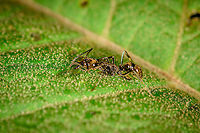 Hairy Panther Ant - side view, Bellavista, Ecuador Fairly large ant found on a leaf, seemingly drinking something. Large jaws and lengthy antennae.<br />
https://www.jungledragon.com/image/126816/large-jawed_ant_bellavista_ecuador.html<br />
The spider that mimicks this species, found a few days later:<br />
<br />
https://www.jungledragon.com/image/129214/sphecotypus_niger_finca_heimatlos_ecuador.html Bellavista Cloud Forest,Ecuador,Ecuador 2021,Geotagged,Hairy Panther Ant,Neoponera villosa,South America,Spring,World