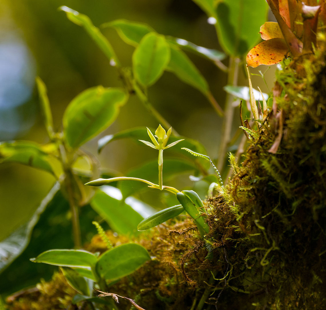 Epidendrum geminiflorum - flower, Bellavista, Ecuador <figure class="photo"><a href="https://www.jungledragon.com/image/126827/epidendrum_geminiflorum_bellavista_ecuador.html" title="Epidendrum geminiflorum, Bellavista, Ecuador"><img src="https://s3.amazonaws.com/media.jungledragon.com/images/2/126827_thumb.jpg?AWSAccessKeyId=05GMT0V3GWVNE7GGM1R2&Expires=1770854410&Signature=eyYrMgLXheUWGaPjcU9Iy97uusU%3D" width="200" height="134" alt="Epidendrum geminiflorum, Bellavista, Ecuador Out of reach for macro, so used the birding lens. Incidentally, the photo tells the story of cloud forests. Branches are covered in layers of moss so thick that the bark itself becomes invisible. Besides moss, there's various epiphytes, micro ferns, orchids, lichen, an entire ecosystem on every branch. They all rely on the cloudy mist for moisture. The forest floor is covered by fallen branches as they cannot sustain the weight of all these freeloaders.<br />
https://www.jungledragon.com/image/126826/epidendrum_geminiflorum_-_flower_bellavista_ecuador.html<br />
ID by Eric Hagsater, an epidendrum specialist. Bellavista Cloud Forest,Ecuador,Ecuador 2021,Epidendrum geminiflorum,Geotagged,South America,Spring,World" /></a></figure> Bellavista Cloud Forest,Ecuador,Ecuador 2021,Epidendrum geminiflorum,Geotagged,South America,Spring,World