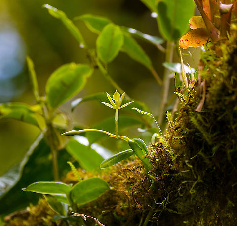 Epidendrum geminiflorum