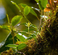 Epidendrum geminiflorum - flower, Bellavista, Ecuador https://www.jungledragon.com/image/126827/epidendrum_geminiflorum_bellavista_ecuador.html Bellavista Cloud Forest,Ecuador,Ecuador 2021,Epidendrum geminiflorum,Geotagged,South America,Spring,World
