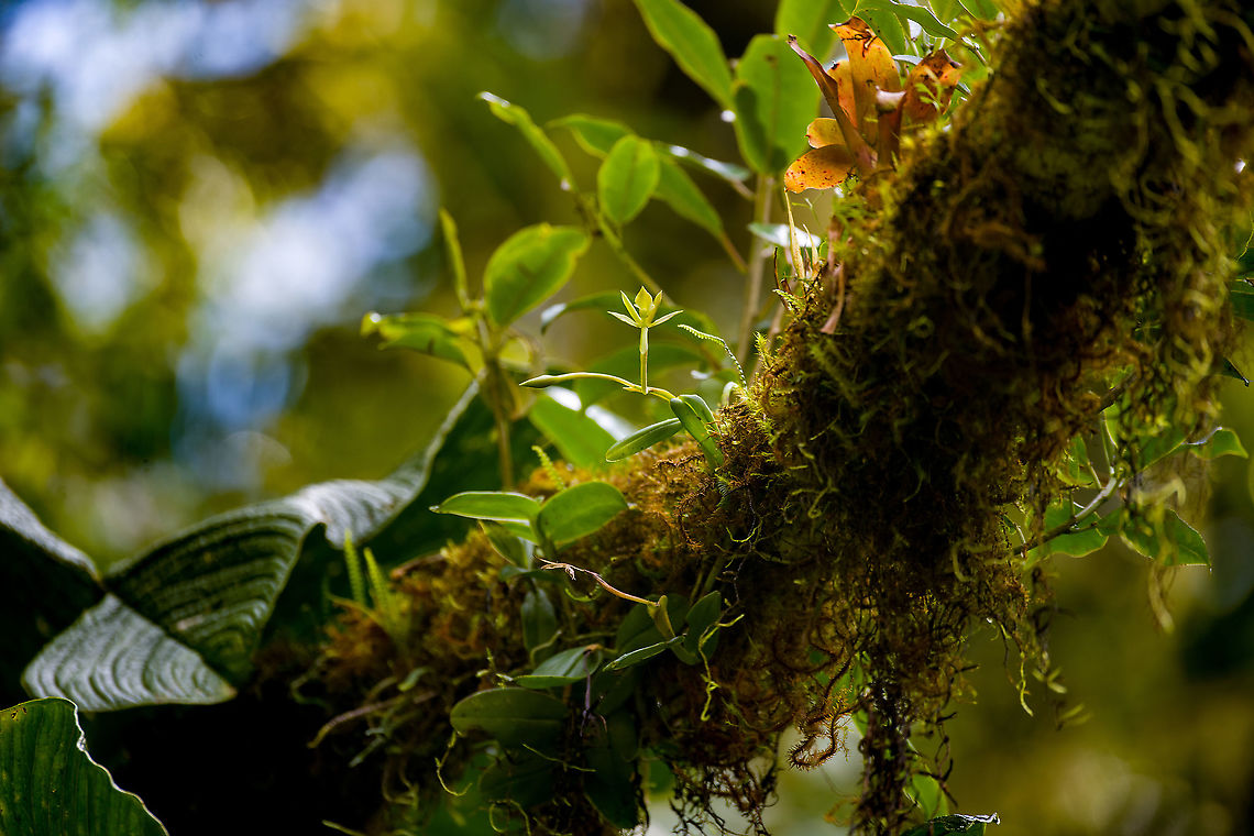 Epidendrum geminiflorum, Bellavista, Ecuador Out of reach for macro, so used the birding lens. Incidentally, the photo tells the story of cloud forests. Branches are covered in layers of moss so thick that the bark itself becomes invisible. Besides moss, there&#039;s various epiphytes, micro ferns, orchids, lichen, an entire ecosystem on every branch. They all rely on the cloudy mist for moisture. The forest floor is covered by fallen branches as they cannot sustain the weight of all these freeloaders.<br />
<figure class="photo"><a href="https://www.jungledragon.com/image/126826/epidendrum_geminiflorum_-_flower_bellavista_ecuador.html" title="Epidendrum geminiflorum - flower, Bellavista, Ecuador"><img src="https://s3.amazonaws.com/media.jungledragon.com/images/2/126826_thumb.jpg?AWSAccessKeyId=05GMT0V3GWVNE7GGM1R2&Expires=1759968010&Signature=FKvcdIO%2FxvtR3JbrU00gsP%2F2oEM%3D" width="200" height="192" alt="Epidendrum geminiflorum - flower, Bellavista, Ecuador https://www.jungledragon.com/image/126827/epidendrum_geminiflorum_bellavista_ecuador.html Bellavista Cloud Forest,Ecuador,Ecuador 2021,Epidendrum geminiflorum,Geotagged,South America,Spring,World" /></a></figure><br />
ID by Eric Hagsater, an epidendrum specialist. Bellavista Cloud Forest,Ecuador,Ecuador 2021,Epidendrum geminiflorum,Geotagged,South America,Spring,World