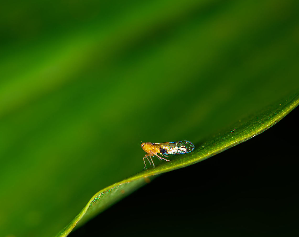 Planthopper (Derbidae), Bellavista, Ecuador  Bellavista Cloud Forest,Ecuador,Ecuador 2021,Geotagged,South America,Spring,World