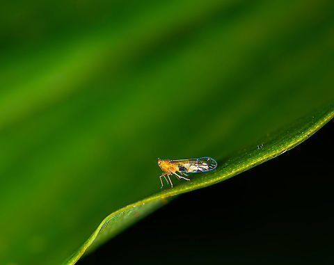 Planthopper (Derbidae), Bellavista, Ecuador  Bellavista Cloud Forest,Ecuador,Ecuador 2021,Geotagged,South America,Spring,World
