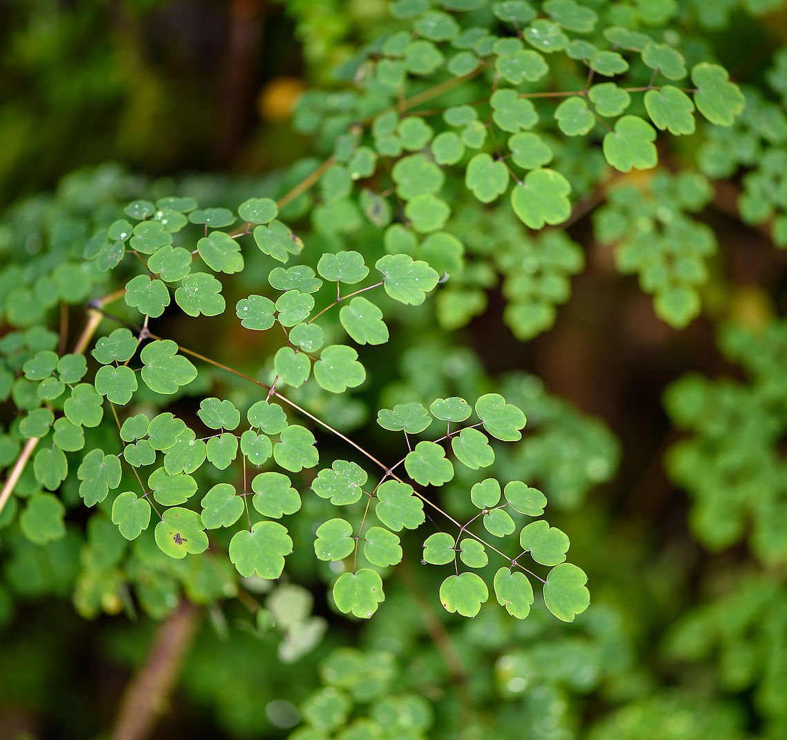 Meadow-Rue (Genus Thalictrum), Bellavista, Ecuador Not many species in this genus in Ecuador, but I still don't know how to tell them apart. Bellavista Cloud Forest,Ecuador,Ecuador 2021,Geotagged,South America,Spring,World