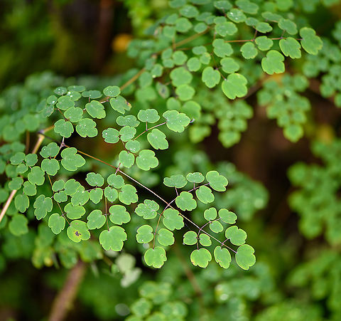 Meadow-Rue (Genus Thalictrum), Bellavista, Ecuador Not many species in this genus in Ecuador, but I still don't know how to tell them apart. Bellavista Cloud Forest,Ecuador,Ecuador 2021,Geotagged,South America,Spring,World