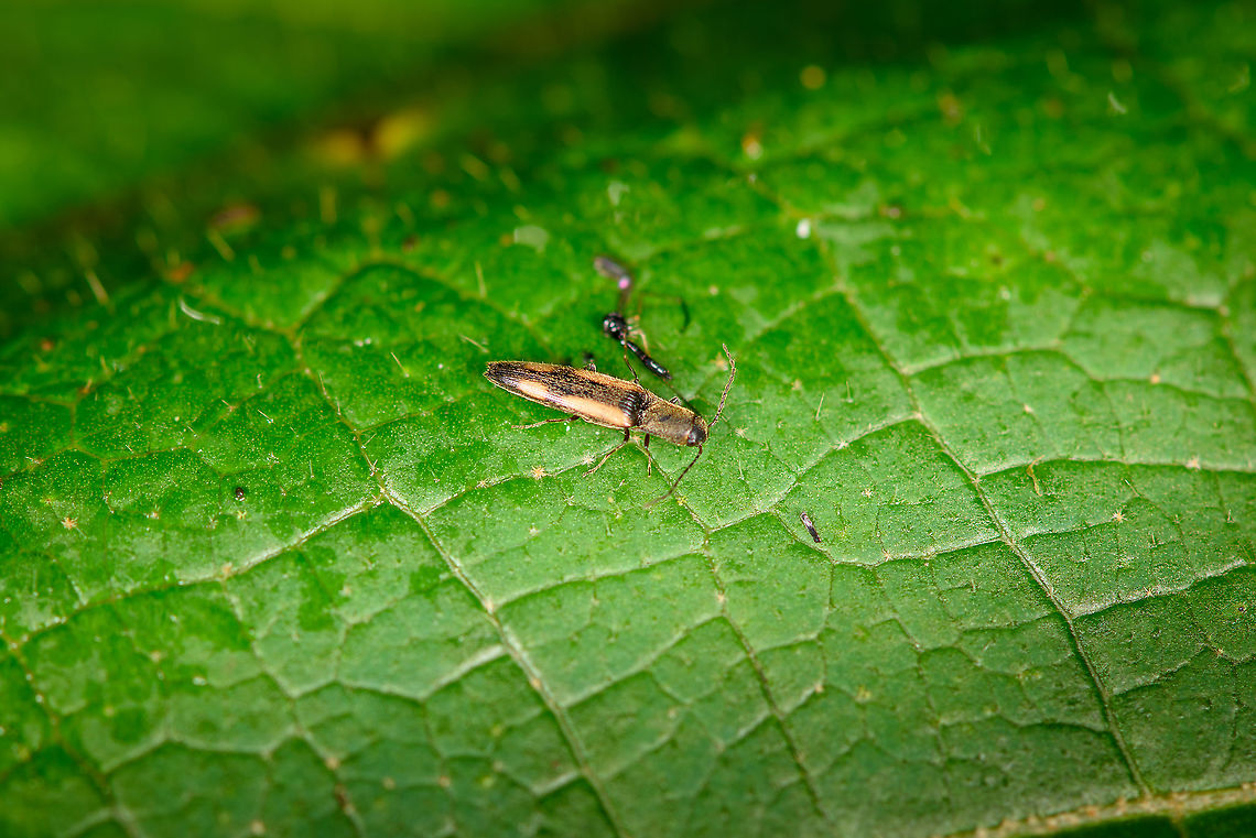 Click beetle (Conoderus), Bellavista, Ecuador Poor shot. I remember it as really tiny and constantly moving. Bellavista Cloud Forest,Ecuador,Ecuador 2021,Geotagged,South America,Spring,World