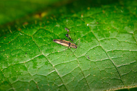 Click beetle (Conoderus), Bellavista, Ecuador Poor shot. I remember it as really tiny and constantly moving. Bellavista Cloud Forest,Ecuador,Ecuador 2021,Geotagged,South America,Spring,World