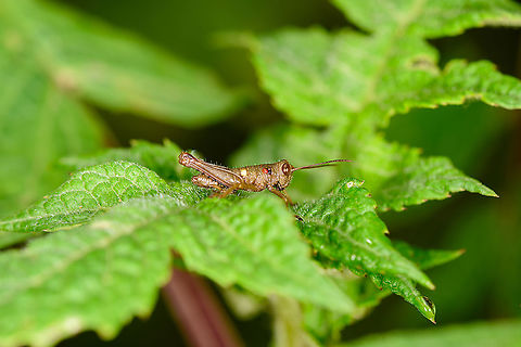 Grasshopper (Syntomacrini), Bellavista, Ecuador Struggling to match it with anything, might be a nymph. Bellavista Cloud Forest,Ecuador,Ecuador 2021,Geotagged,South America,Spring,World