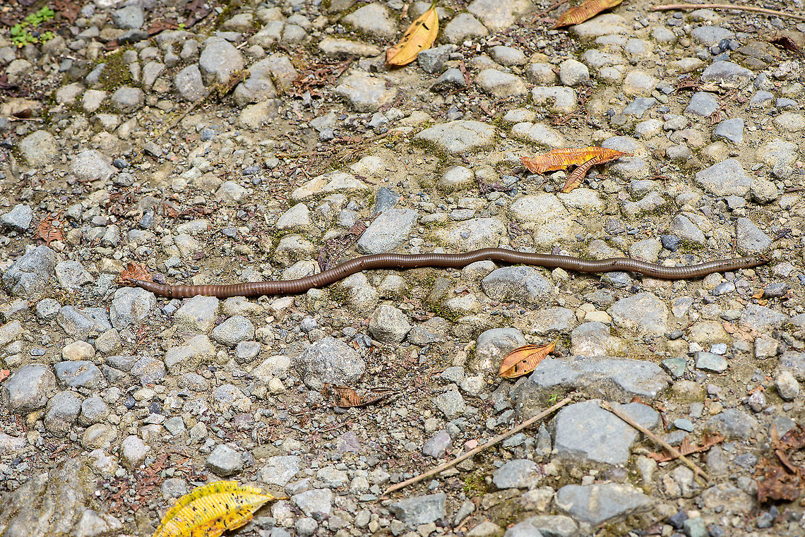 Giant Earth Worm (Martiodrilus crassus), Bellavista, Ecuador We were facing a lack of birds on a wide path around Bellavista, when Henriette spiced up things with an observation that put us in disbelief. Accustomed to earth worms being about 5-7 cm as commonly found in gardens, it&#039;s quite a shock to find one at about 1m length.<br />
<br />
This one measured between 80-100cm as it expands and contracts. Supposedly, they can grow up to 1.5m. They are described as sometimes coming out after heavy rain. Locals refer to these giant earth worms as &quot;Otonga&quot;, yet I&#039;m unsure if this is a group name or a species name.<br />
<br />
I have no idea how common they are, but for sure they are rarely photographed or shared online. Most platforms show zero reports, this is all I&#039;ve been able to find:<br />
<br />
<a href="https://www.flickr.com/photos/alanharper/20317902940" rel="nofollow">https://www.flickr.com/photos/alanharper/20317902940</a><br />
<a href="https://www.flickr.com/photos/saburosan/40772623483/in/photolist-257WmsX-wXqyFo" rel="nofollow">https://www.flickr.com/photos/saburosan/40772623483/in/photolist-257WmsX-wXqyFo</a><br />
<section class="video"><iframe width="448" height="282" src="https://www.youtube-nocookie.com/embed/kQtXriMDRvw?hd=1&autoplay=0&rel=0" frameborder="0" allowfullscreen></iframe></section><br />
<figure class="photo"><a href="https://www.jungledragon.com/image/126851/giant_earth_worm_martiodrilus_crassus_-_closeup_bellavista_ecuador.html" title="Giant Earth Worm (Martiodrilus crassus) - closeup, Bellavista, Ecuador"><img src="https://s3.amazonaws.com/media.jungledragon.com/images/2/126851_thumb.jpg?AWSAccessKeyId=05GMT0V3GWVNE7GGM1R2&Expires=1767225610&Signature=e7bWpn7B2VT4qJWiXXJlLskt%2FP4%3D" width="200" height="134" alt="Giant Earth Worm (Martiodrilus crassus) - closeup, Bellavista, Ecuador We were facing a lack of birds on a wide path around Bellavista, when Henriette spiced up things with an observation that put us in disbelief. Accustomed to earth worms being about 5-7 cm as commonly found in gardens, it&#039;s quite a shock to find one at about 1m length.<br />
<br />
This one measured between 80-100cm as it expands and contracts. Supposedly, they can grow up to 1.5m. They are described as sometimes coming out after heavy rain. Locals refer to these giant earth worms as &quot;Otonga&quot;, yet I&#039;m unsure if this is a group name or a species name.<br />
<br />
I have no idea how common they are, but for sure they are rarely photographed or shared online. Most platforms show zero reports, this is all I&#039;ve been able to find:<br />
<br />
https://www.flickr.com/photos/alanharper/20317902940<br />
https://www.flickr.com/photos/saburosan/40772623483/in/photolist-257WmsX-wXqyFo<br />
https://www.youtube.com/watch?v=kQtXriMDRvw<br />
https://www.jungledragon.com/image/126850/giant_earth_worm_martiodrilus_crassus_bellavista_ecuador.html<br />
https://www.jungledragon.com/image/126852/giant_earth_worm_martiodrilus_crassus_-_size_reference_bellavista_ecuador.html Bellavista Cloud Forest,Ecuador,Ecuador 2021,Geotagged,Martiodrilus crassus,South America,Spring,World" /></a></figure><br />
<figure class="photo"><a href="https://www.jungledragon.com/image/126852/giant_earth_worm_martiodrilus_crassus_-_size_reference_bellavista_ecuador.html" title="Giant Earth Worm (Martiodrilus crassus) - size reference, Bellavista, Ecuador"><img src="https://s3.amazonaws.com/media.jungledragon.com/images/2/126852_thumb.jpg?AWSAccessKeyId=05GMT0V3GWVNE7GGM1R2&Expires=1767225610&Signature=zqllx5pa85DCj3pC5V9avr6IkXI%3D" width="200" height="120" alt="Giant Earth Worm (Martiodrilus crassus) - size reference, Bellavista, Ecuador We were facing a lack of birds on a wide path around Bellavista, when Henriette spiced up things with an observation that put us in disbelief. Accustomed to earth worms being about 5-7 cm as commonly found in gardens, it&#039;s quite a shock to find one at about 1m length.<br />
<br />
This one measured between 80-100cm as it expands and contracts. Supposedly, they can grow up to 1.5m. They are described as sometimes coming out after heavy rain. Locals refer to these giant earth worms as &quot;Otonga&quot;, yet I&#039;m unsure if this is a group name or a species name.<br />
<br />
I have no idea how common they are, but for sure they are rarely photographed or shared online. Most platforms show zero reports, this is all I&#039;ve been able to find:<br />
<br />
https://www.flickr.com/photos/alanharper/20317902940<br />
https://www.flickr.com/photos/saburosan/40772623483/in/photolist-257WmsX-wXqyFo<br />
https://www.youtube.com/watch?v=kQtXriMDRvw<br />
https://www.jungledragon.com/image/126850/giant_earth_worm_martiodrilus_crassus_bellavista_ecuador.html<br />
https://www.jungledragon.com/image/126851/giant_earth_worm_martiodrilus_crassus_-_closeup_bellavista_ecuador.html Bellavista Cloud Forest,Ecuador,Ecuador 2021,Geotagged,Martiodrilus crassus,South America,Spring,World" /></a></figure> Bellavista Cloud Forest,Ecuador,Ecuador 2021,Geotagged,Martiodrilus crassus,South America,Spring,World