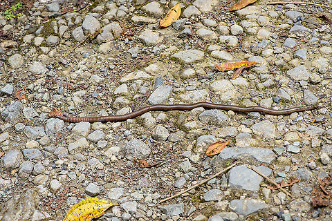 Giant Earth Worm (Martiodrilus crassus), Bellavista, Ecuador We were facing a lack of birds on a wide path around Bellavista, when Henriette spiced up things with an observation that put us in disbelief. Accustomed to earth worms being about 5-7 cm as commonly found in gardens, it's quite a shock to find one at about 1m length.

This one measured between 80-100cm as it expands and contracts. Supposedly, they can grow up to 1.5m. They are described as sometimes coming out after heavy rain. Locals refer to these giant earth worms as "Otonga", yet I'm unsure if this is a group name or a species name.

I have no idea how common they are, but for sure they are rarely photographed or shared online. Most platforms show zero reports, this is all I've been able to find:

https://www.flickr.com/photos/alanharper/20317902940
https://www.flickr.com/photos/saburosan/40772623483/in/photolist-257WmsX-wXqyFo
https://www.youtube.com/watch?v=kQtXriMDRvw
https://www.jungledragon.com/image/126851/giant_earth_worm_martiodrilus_crassus_-_closeup_bellavista_ecuador.html
https://www.jungledragon.com/image/126852/giant_earth_worm_martiodrilus_crassus_-_size_reference_bellavista_ecuador.html Bellavista Cloud Forest,Ecuador,Ecuador 2021,Geotagged,Martiodrilus crassus,South America,Spring,World