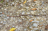 Giant Earth Worm (Martiodrilus crassus), Bellavista, Ecuador We were facing a lack of birds on a wide path around Bellavista, when Henriette spiced up things with an observation that put us in disbelief. Accustomed to earth worms being about 5-7 cm as commonly found in gardens, it's quite a shock to find one at about 1m length.<br />
<br />
This one measured between 80-100cm as it expands and contracts. Supposedly, they can grow up to 1.5m. They are described as sometimes coming out after heavy rain. Locals refer to these giant earth worms as "Otonga", yet I'm unsure if this is a group name or a species name.<br />
<br />
I have no idea how common they are, but for sure they are rarely photographed or shared online. Most platforms show zero reports, this is all I've been able to find:<br />
<br />
https://www.flickr.com/photos/alanharper/20317902940<br />
https://www.flickr.com/photos/saburosan/40772623483/in/photolist-257WmsX-wXqyFo<br />
https://www.youtube.com/watch?v=kQtXriMDRvw<br />
https://www.jungledragon.com/image/126851/giant_earth_worm_martiodrilus_crassus_-_closeup_bellavista_ecuador.html<br />
https://www.jungledragon.com/image/126852/giant_earth_worm_martiodrilus_crassus_-_size_reference_bellavista_ecuador.html Bellavista Cloud Forest,Ecuador,Ecuador 2021,Geotagged,Martiodrilus crassus,South America,Spring,World