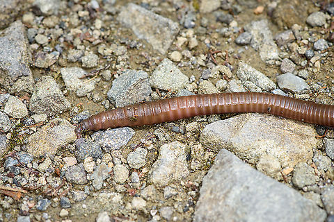 Giant Earth Worm (Martiodrilus crassus) - closeup, Bellavista, Ecuador We were facing a lack of birds on a wide path around Bellavista, when Henriette spiced up things with an observation that put us in disbelief. Accustomed to earth worms being about 5-7 cm as commonly found in gardens, it's quite a shock to find one at about 1m length.

This one measured between 80-100cm as it expands and contracts. Supposedly, they can grow up to 1.5m. They are described as sometimes coming out after heavy rain. Locals refer to these giant earth worms as "Otonga", yet I'm unsure if this is a group name or a species name.

I have no idea how common they are, but for sure they are rarely photographed or shared online. Most platforms show zero reports, this is all I've been able to find:

https://www.flickr.com/photos/alanharper/20317902940
https://www.flickr.com/photos/saburosan/40772623483/in/photolist-257WmsX-wXqyFo
https://www.youtube.com/watch?v=kQtXriMDRvw
https://www.jungledragon.com/image/126850/giant_earth_worm_martiodrilus_crassus_bellavista_ecuador.html
https://www.jungledragon.com/image/126852/giant_earth_worm_martiodrilus_crassus_-_size_reference_bellavista_ecuador.html Bellavista Cloud Forest,Ecuador,Ecuador 2021,Geotagged,Martiodrilus crassus,South America,Spring,World