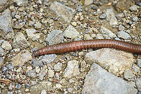 Giant Earth Worm (Martiodrilus crassus) - closeup, Bellavista, Ecuador We were facing a lack of birds on a wide path around Bellavista, when Henriette spiced up things with an observation that put us in disbelief. Accustomed to earth worms being about 5-7 cm as commonly found in gardens, it's quite a shock to find one at about 1m length.<br />
<br />
This one measured between 80-100cm as it expands and contracts. Supposedly, they can grow up to 1.5m. They are described as sometimes coming out after heavy rain. Locals refer to these giant earth worms as "Otonga", yet I'm unsure if this is a group name or a species name.<br />
<br />
I have no idea how common they are, but for sure they are rarely photographed or shared online. Most platforms show zero reports, this is all I've been able to find:<br />
<br />
https://www.flickr.com/photos/alanharper/20317902940<br />
https://www.flickr.com/photos/saburosan/40772623483/in/photolist-257WmsX-wXqyFo<br />
https://www.youtube.com/watch?v=kQtXriMDRvw<br />
https://www.jungledragon.com/image/126850/giant_earth_worm_martiodrilus_crassus_bellavista_ecuador.html<br />
https://www.jungledragon.com/image/126852/giant_earth_worm_martiodrilus_crassus_-_size_reference_bellavista_ecuador.html Bellavista Cloud Forest,Ecuador,Ecuador 2021,Geotagged,Martiodrilus crassus,South America,Spring,World