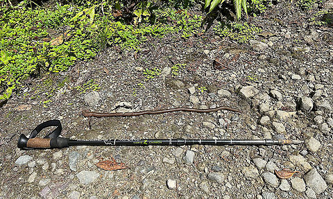 Giant Earth Worm (Martiodrilus crassus) - size reference, Bellavista, Ecuador We were facing a lack of birds on a wide path around Bellavista, when Henriette spiced up things with an observation that put us in disbelief. Accustomed to earth worms being about 5-7 cm as commonly found in gardens, it's quite a shock to find one at about 1m length.

This one measured between 80-100cm as it expands and contracts. Supposedly, they can grow up to 1.5m. They are described as sometimes coming out after heavy rain. Locals refer to these giant earth worms as "Otonga", yet I'm unsure if this is a group name or a species name.

I have no idea how common they are, but for sure they are rarely photographed or shared online. Most platforms show zero reports, this is all I've been able to find:

https://www.flickr.com/photos/alanharper/20317902940
https://www.flickr.com/photos/saburosan/40772623483/in/photolist-257WmsX-wXqyFo
https://www.youtube.com/watch?v=kQtXriMDRvw
https://www.jungledragon.com/image/126850/giant_earth_worm_martiodrilus_crassus_bellavista_ecuador.html
https://www.jungledragon.com/image/126851/giant_earth_worm_martiodrilus_crassus_-_closeup_bellavista_ecuador.html Bellavista Cloud Forest,Ecuador,Ecuador 2021,Geotagged,Martiodrilus crassus,South America,Spring,World