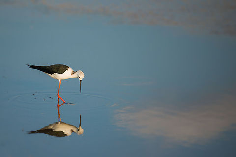 Black-winged Stilt in Tarangire water, Tanzania  Africa,Black-winged Stilt,Himantopus himantopus,Tanzania,Tarangire,Tarangire National Park