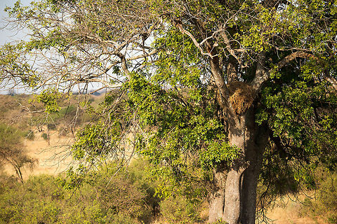 Hamerkop nest Hard to believe, but this enormous nest belongs to a small bird, the Hamerkop. It is quite compulsive in building these huge nests, building 3-5 per year. Each nest can contain up to 10,000 sticks. Africa,Hamerkop,Scopus umbretta,Tanzania,Tarangire,Tarangire National Park