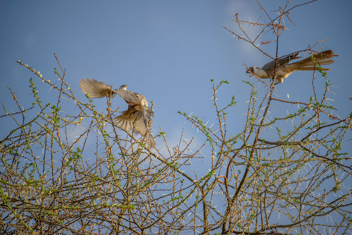 Bare-faced Go-away bird couple in tree  Africa,Bare-faced Go-away bird,Corythaixoides personatus,Tanzania,Tarangire,Tarangire National Park