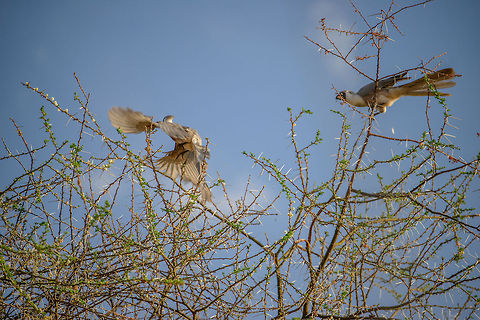 Bare-faced Go-away bird couple in tree  Africa,Bare-faced Go-away bird,Corythaixoides personatus,Tanzania,Tarangire,Tarangire National Park