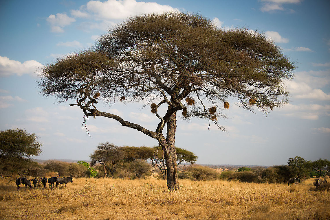 Wildebeests and weaver nests in Tarangire, Tanzania  Africa,Blue wildebeest,Connochaetes taurinus,Tanzania,Tarangire,Tarangire National Park