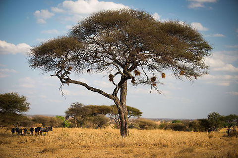 Wildebeests and weaver nests in Tarangire, Tanzania  Africa,Blue wildebeest,Connochaetes taurinus,Tanzania,Tarangire,Tarangire National Park