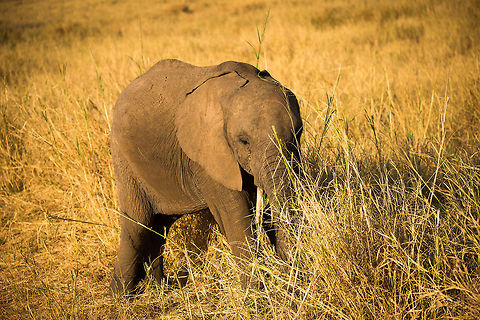 Young African Elephant feeding on dry grass in Tarangire  Africa,African bush elephant,Loxodonta africana,Tanzania,Tarangire,Tarangire National Park