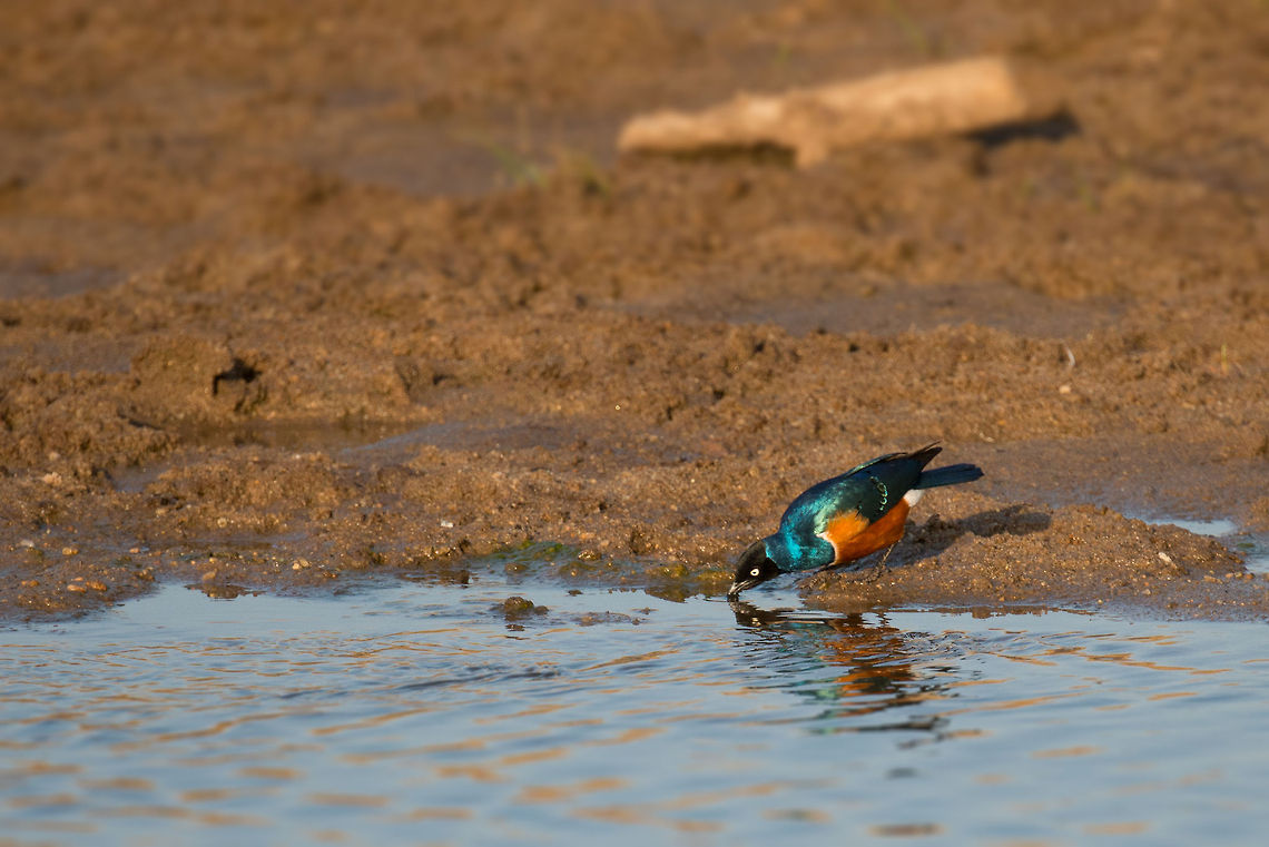 Superb Starling drinking in Tarangire  Africa,Lamprotornis superbus,Superb Starling,Tanzania,Tarangire,Tarangire National Park