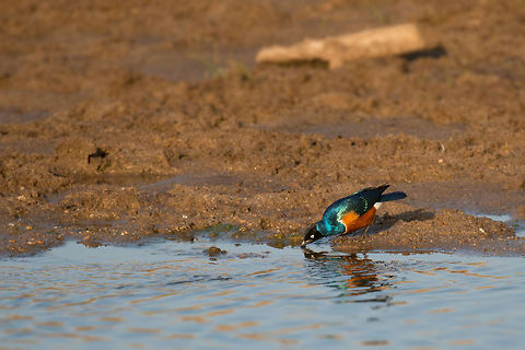 Superb Starling drinking in Tarangire  Africa,Lamprotornis superbus,Superb Starling,Tanzania,Tarangire,Tarangire National Park