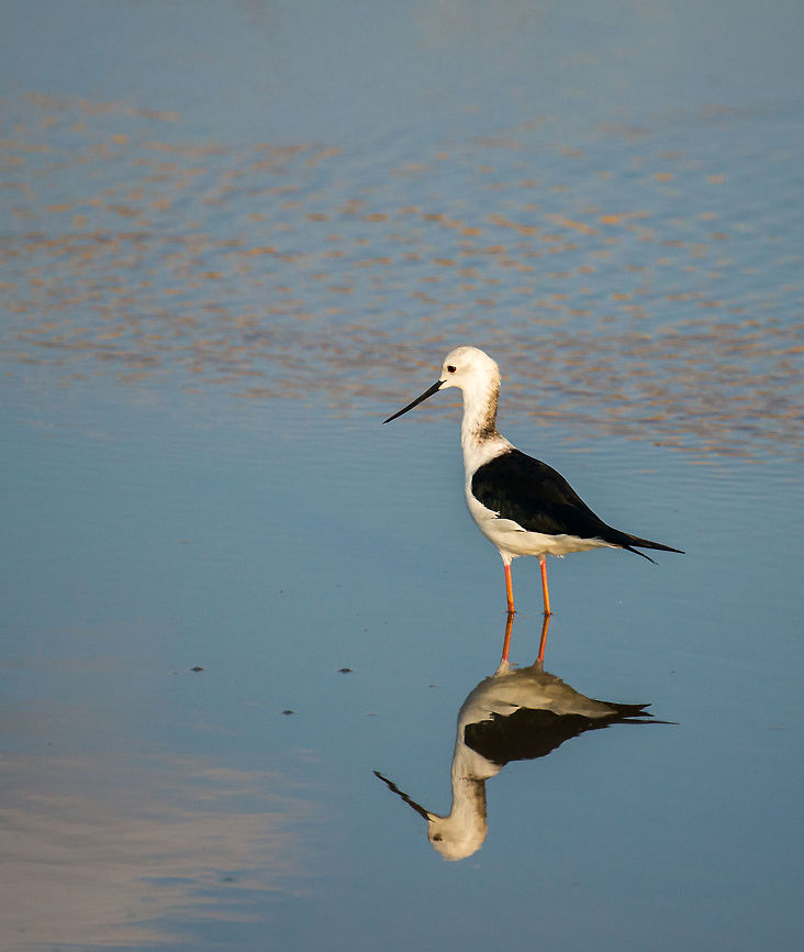 Long legged Black-winged Stilt in Tarangire, Tanzania  Africa,Black-winged Stilt,Himantopus himantopus,Tanzania,Tarangire,Tarangire National Park