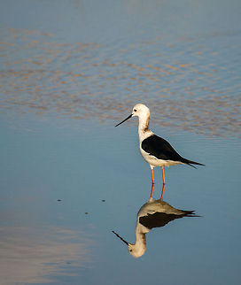 Long legged Black-winged Stilt in Tarangire, Tanzania  Africa,Black-winged Stilt,Himantopus himantopus,Tanzania,Tarangire,Tarangire National Park