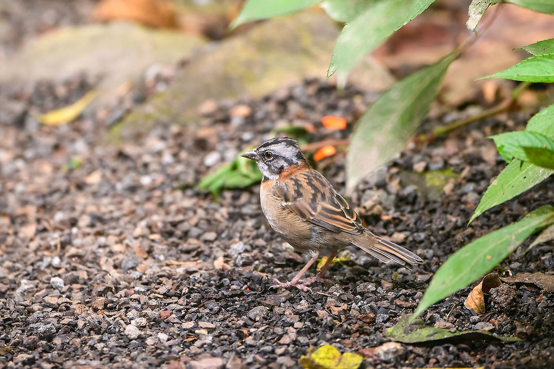 Rufous-collared sparrow, Quinde Luna, Ecuador A common bird throughout South America. This one was found in Quinde Luna. Quinde Luna is a small reserve featuring feeders as well as sections of natural forest. Bellavista Cloud Forest,Ecuador,Ecuador 2021,Fall,Geotagged,Quinde Luna,Rufous-collared sparrow,South America,Spring,World,Zonotrichia capensis